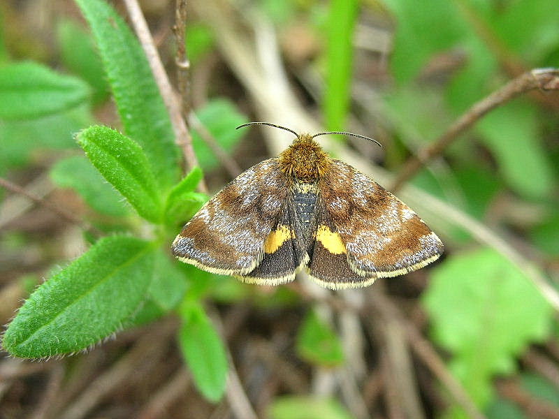 Farfallina su Capsella (Panemeria tenebrata)